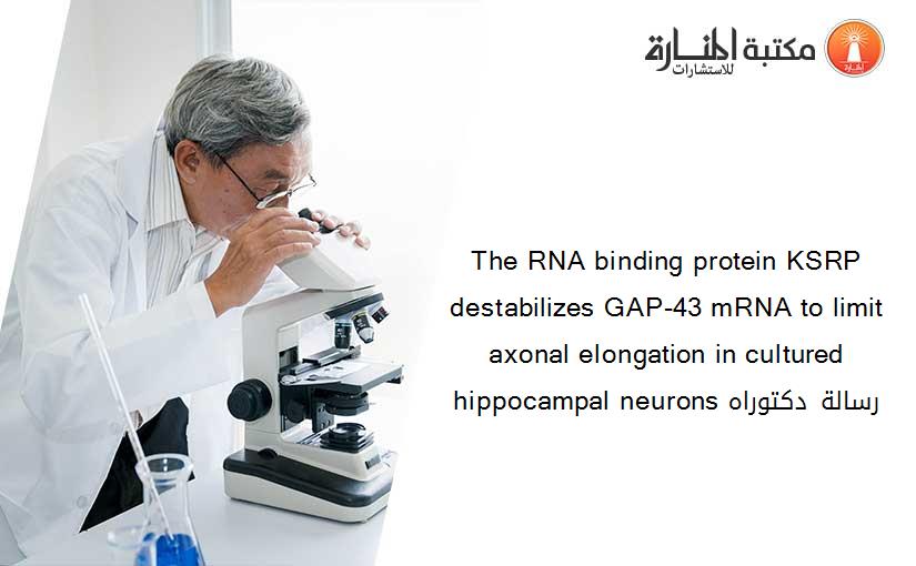 The RNA binding protein KSRP destabilizes GAP-43 mRNA to limit axonal elongation in cultured hippocampal neurons رسالة دكتوراه