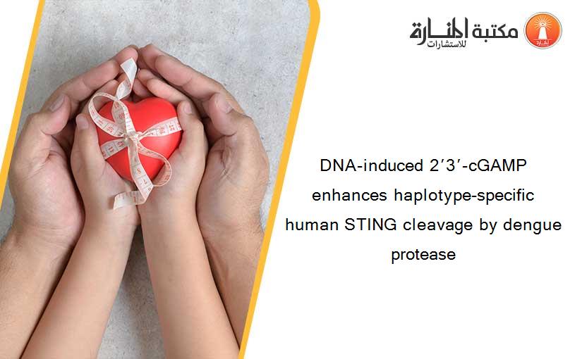 DNA-induced 2′3′-cGAMP enhances haplotype-specific human STING cleavage by dengue protease