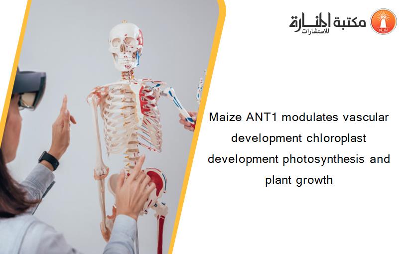 Maize ANT1 modulates vascular development chloroplast development photosynthesis and plant growth