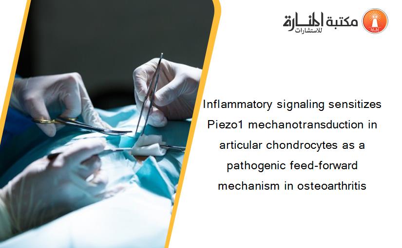 Inflammatory signaling sensitizes Piezo1 mechanotransduction in articular chondrocytes as a pathogenic feed-forward mechanism in osteoarthritis