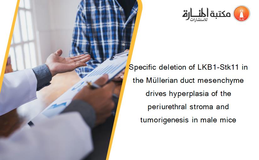 Specific deletion of LKB1-Stk11 in the Müllerian duct mesenchyme drives hyperplasia of the periurethral stroma and tumorigenesis in male mice