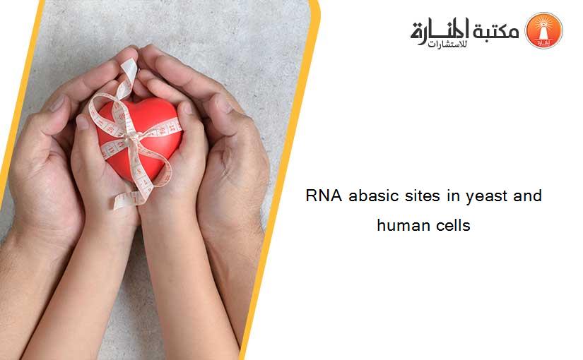 RNA abasic sites in yeast and human cells