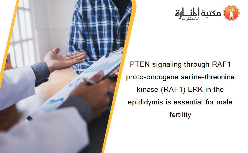 PTEN signaling through RAF1 proto-oncogene serine-threonine kinase (RAF1)-ERK in the epididymis is essential for male fertility