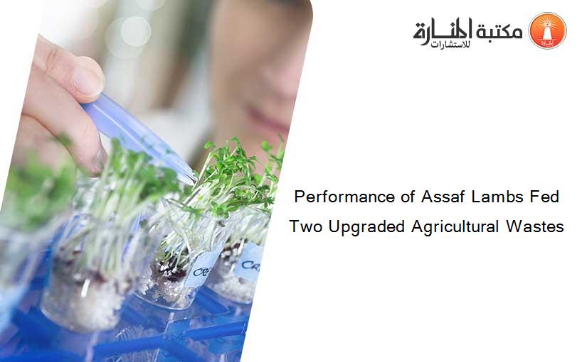 Performance of Assaf Lambs Fed Two Upgraded Agricultural Wastes